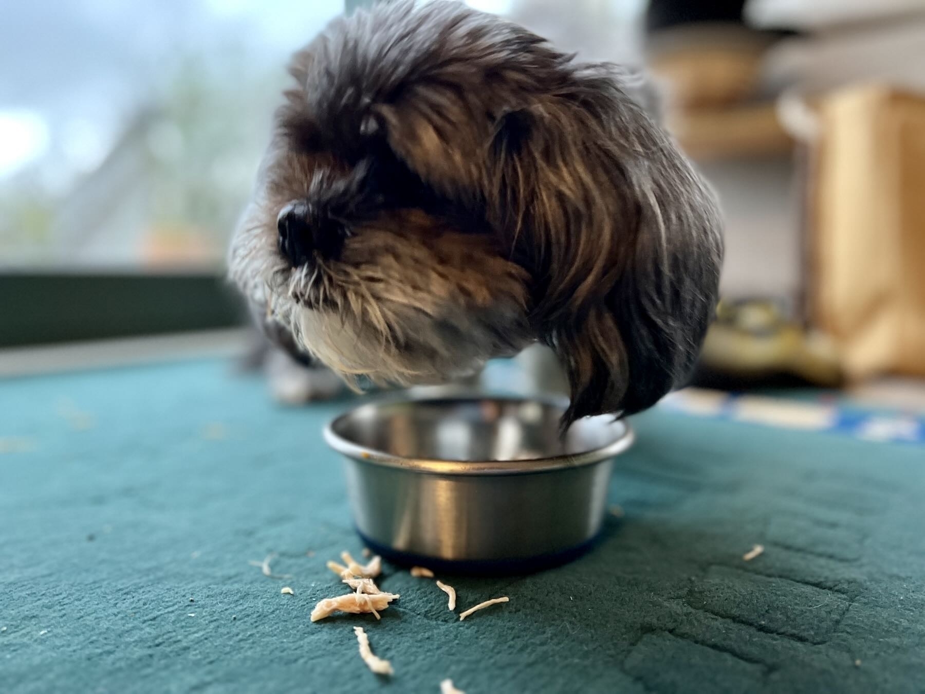 Small dog with head above food bowl and some strands of breakfast on the floor. 