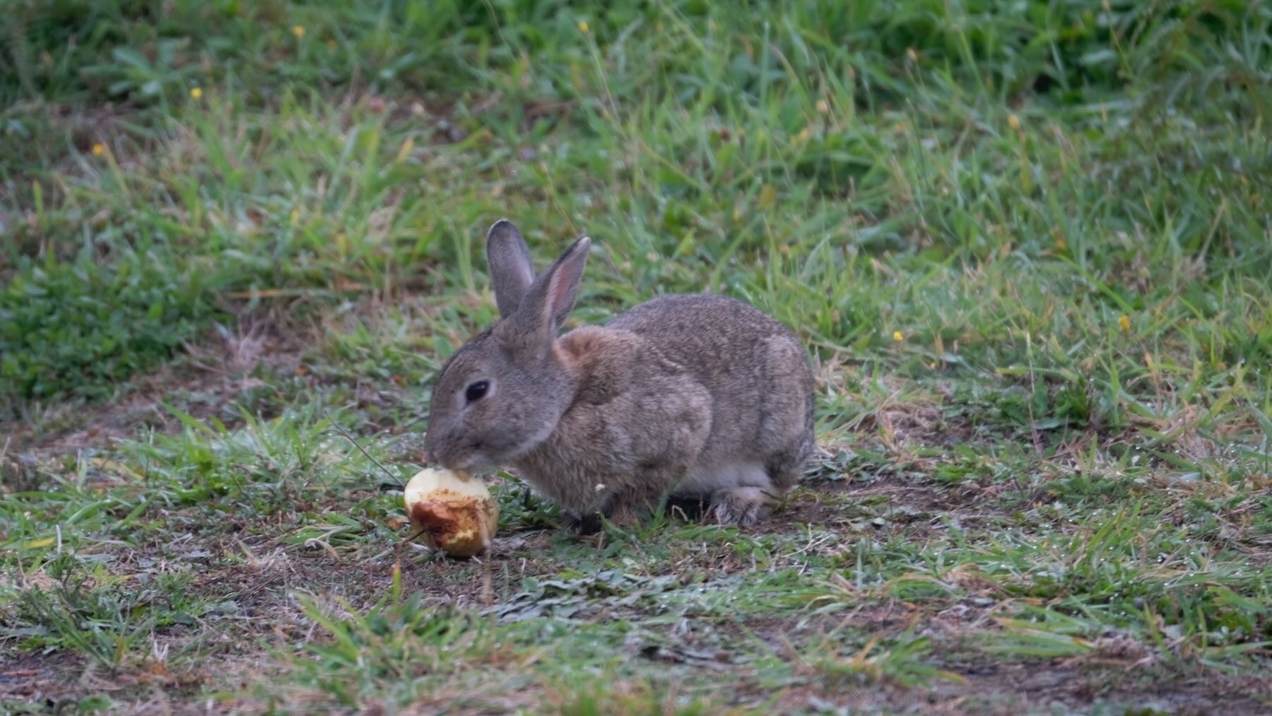 Grey rabbit eats an apple on the grass. 