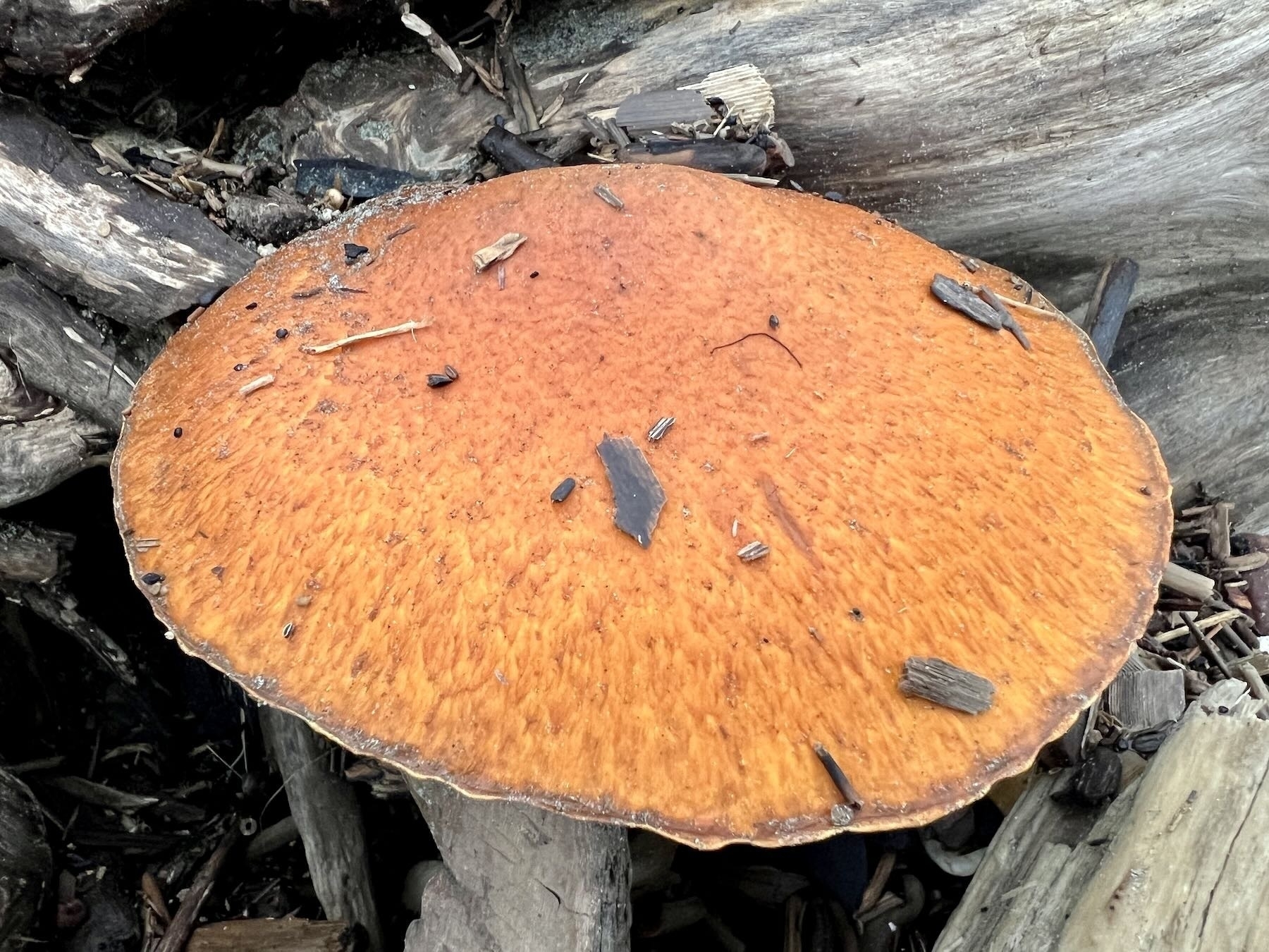 Close up of one orange fungi on driftwood. 