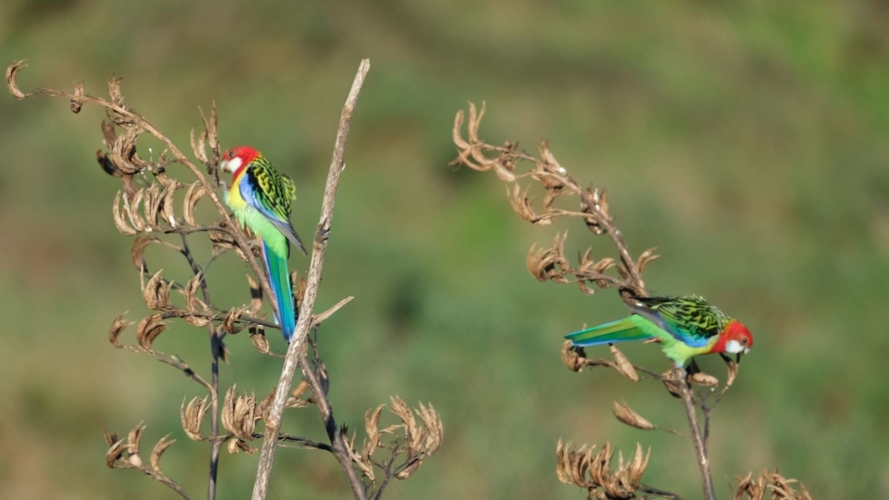 Two colourful Eastern Rosellas on flax  spears. 