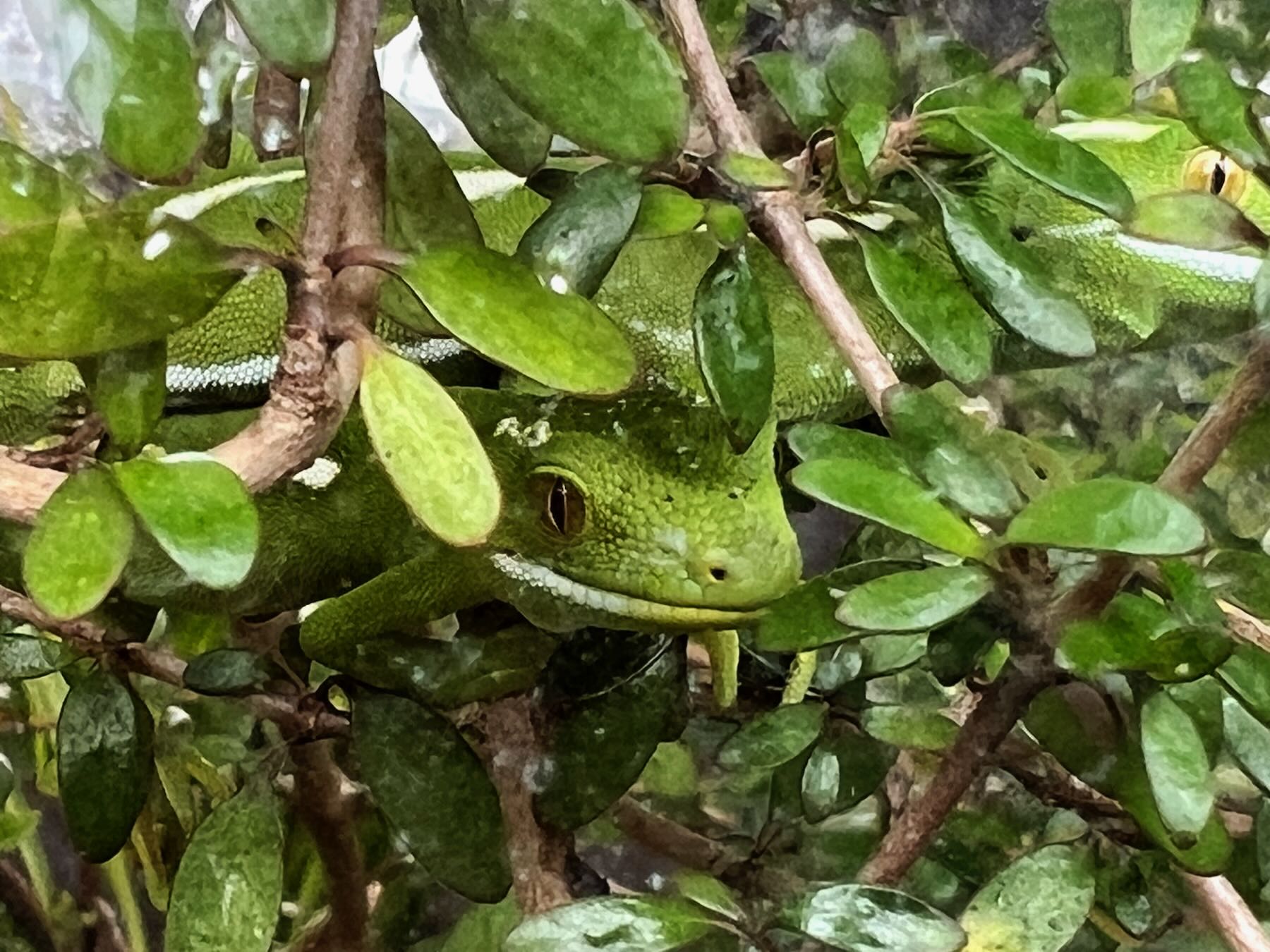 Green gecko amongst leaves. 