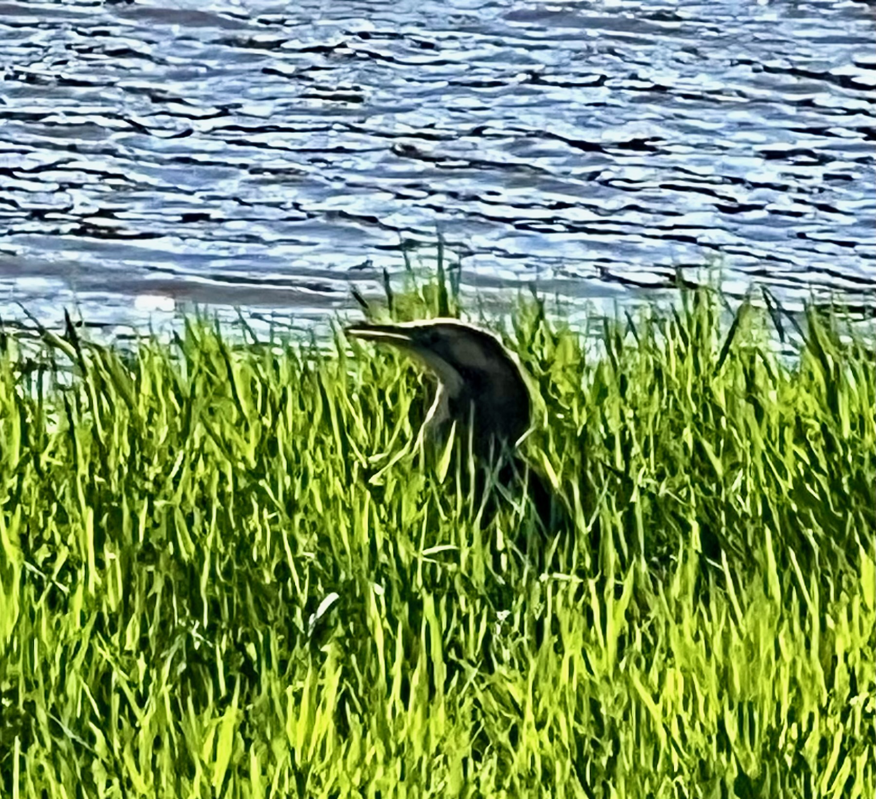 A heron-like bird peeks out of the rushes by a lake. 