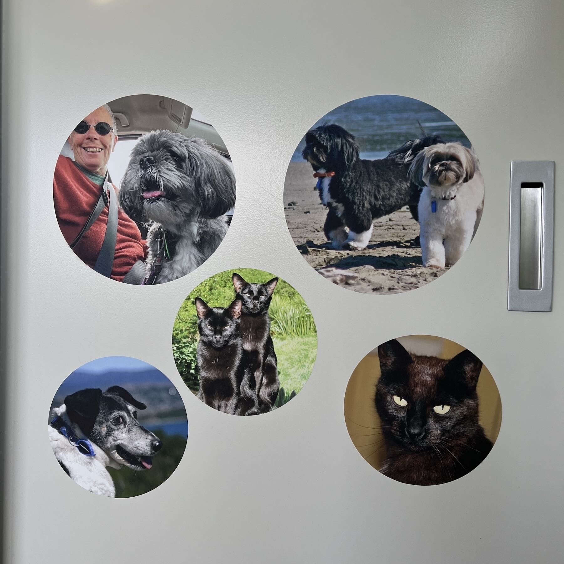Round decals showing cats and dogs.