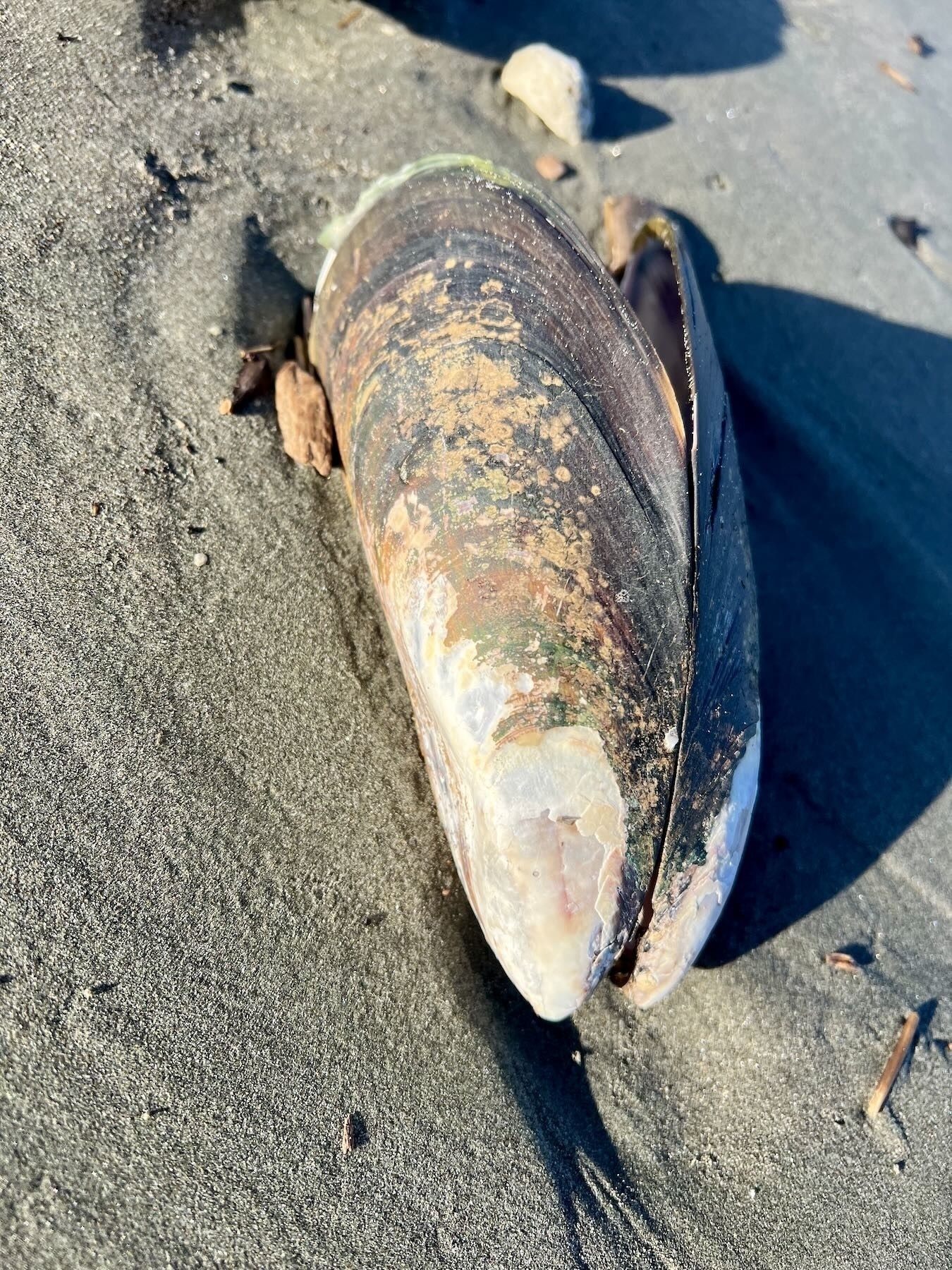 Large open mussel shell on sand. 