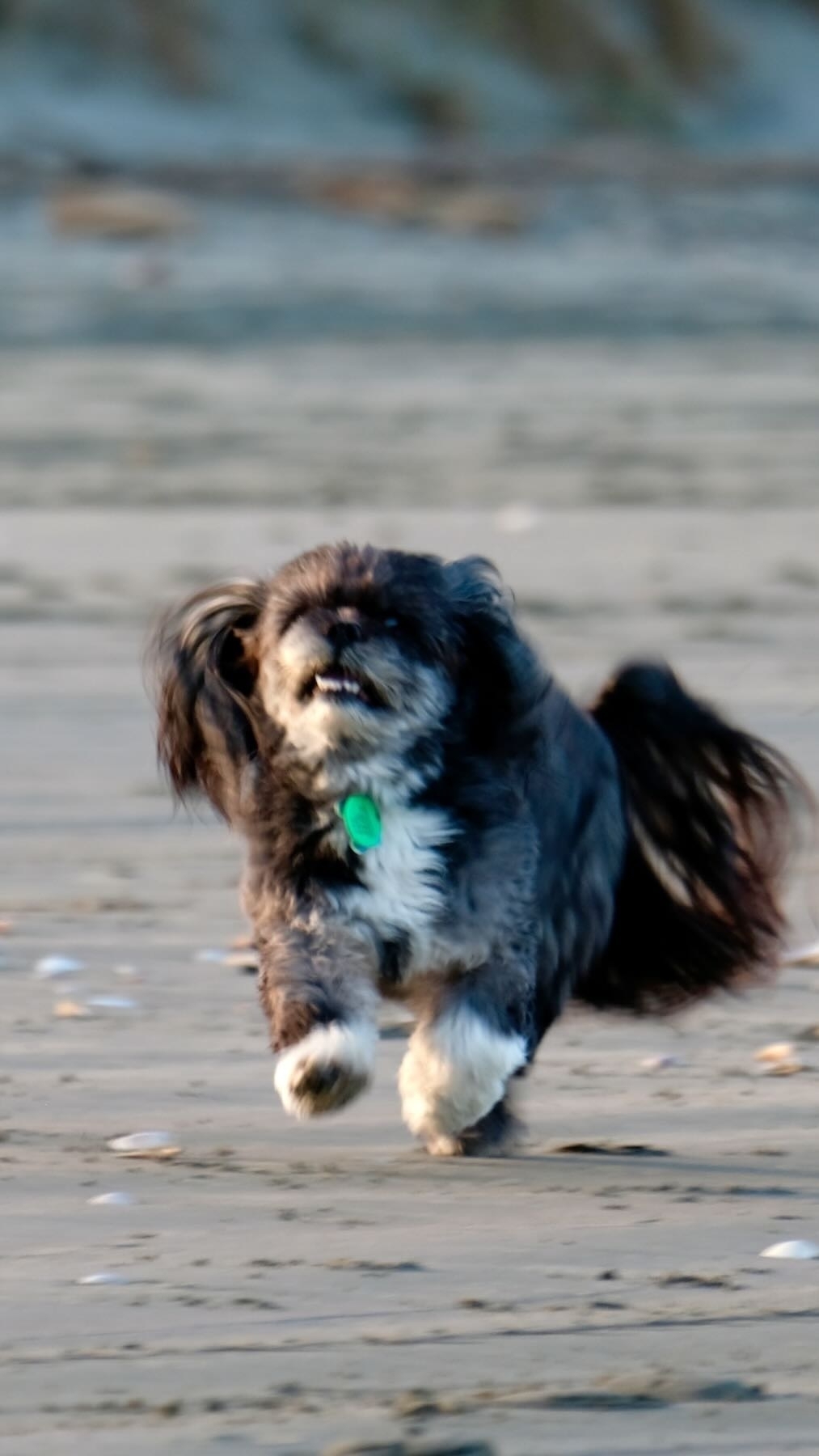 Sasha running on the beach in November 2018. 