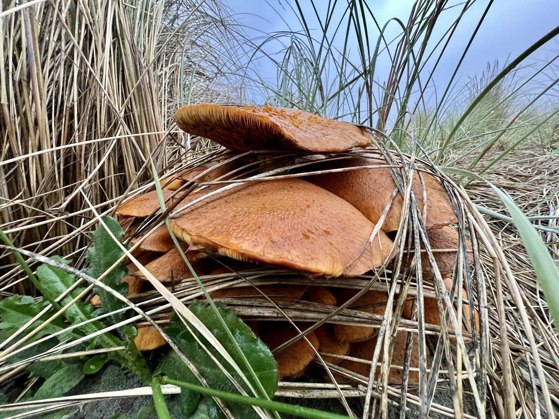 Many layered orange fungus in the dunes.