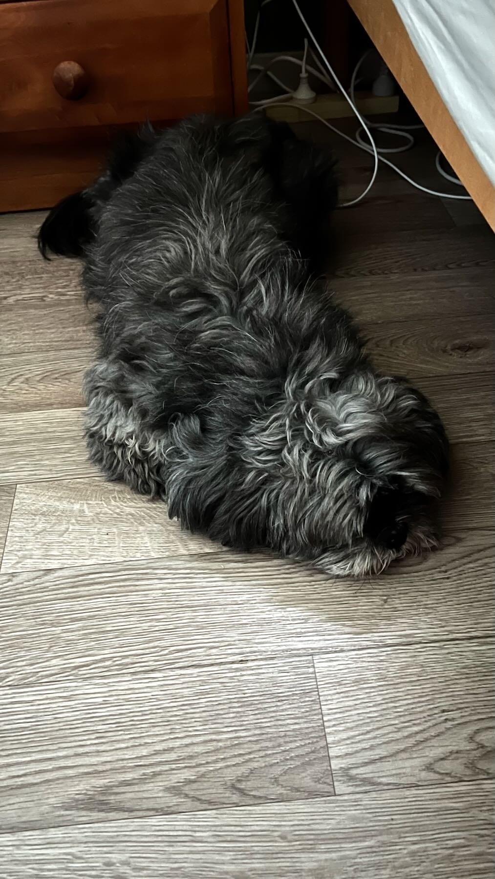 Greying shaggy black dog on the floor by the bed. 