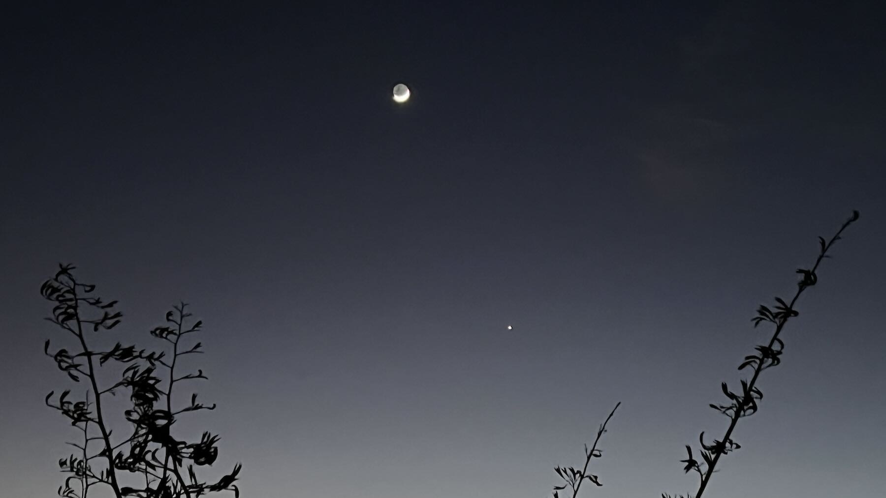 Crescent moon and Jupiter in the pre dawn sky above flax spears. 