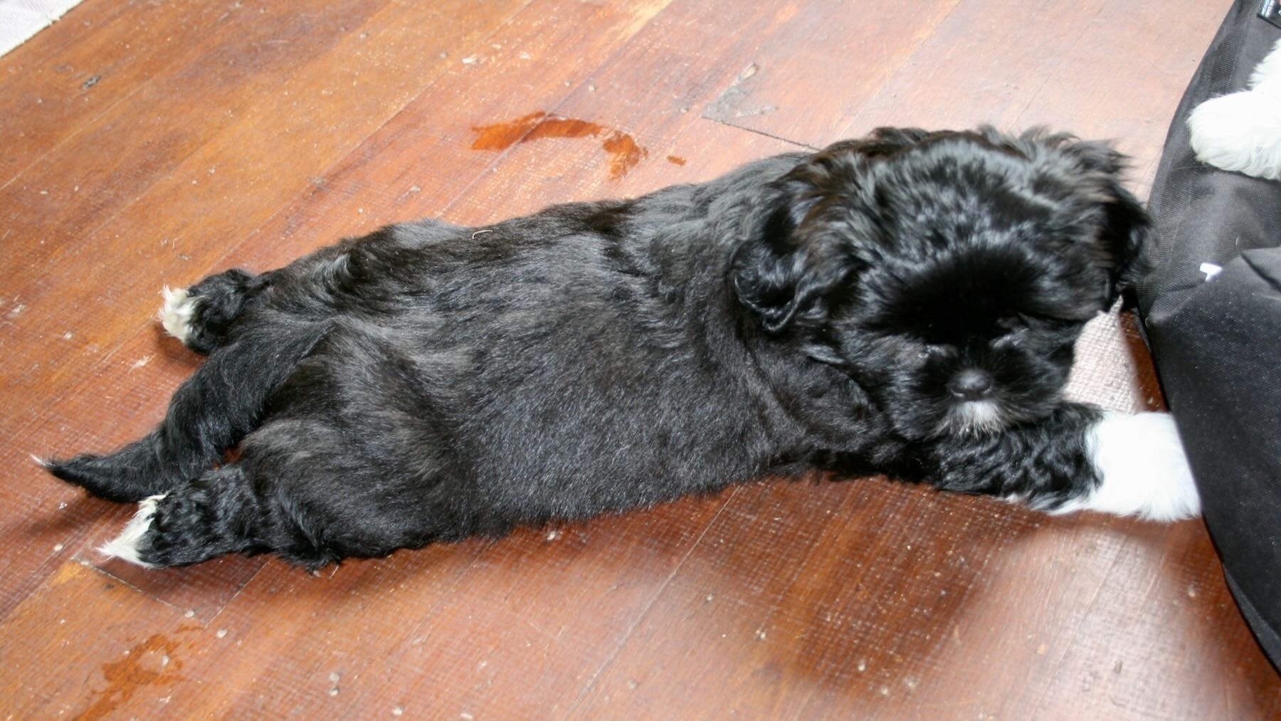Chubby black puppy lying tummy down on a wooden floor with legs splayed.