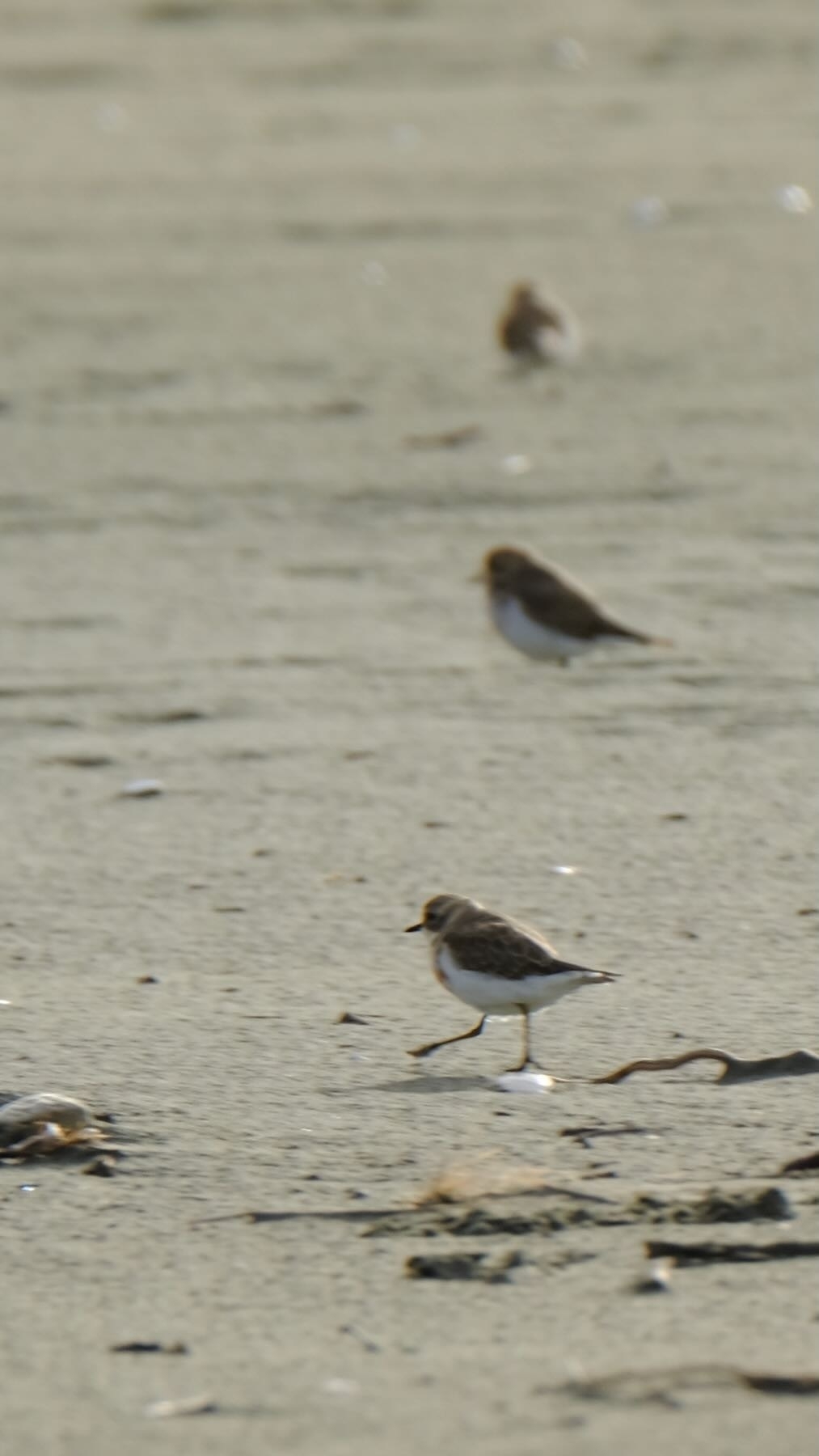 The Dotterels in a line. The one nearest the camera is in focus, the other two are increasingly blurry. 