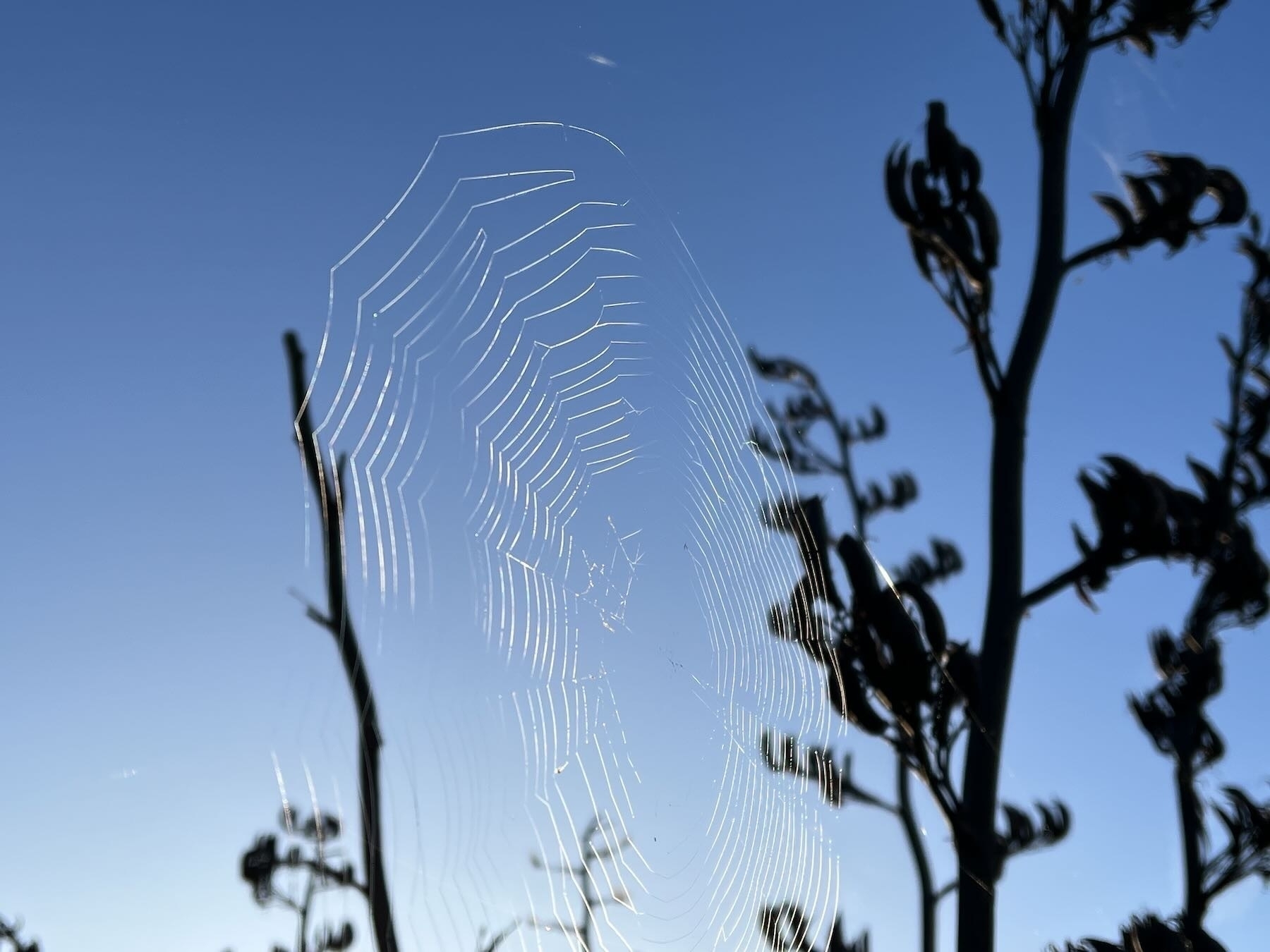Cobweb stretched between two flax spears, sunlight on it, deep blue sky behind.