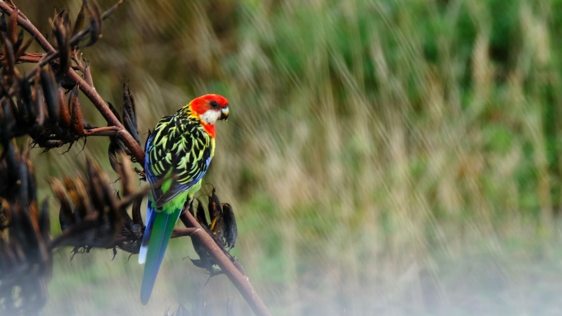Colourful mid size bird with red head on a flax spear. 