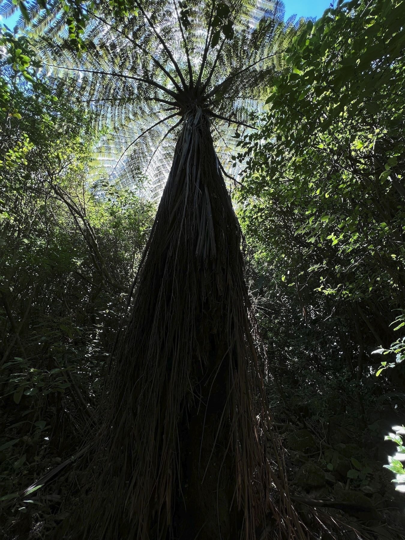 Very tall Nikau Palm on Sledge Track. 