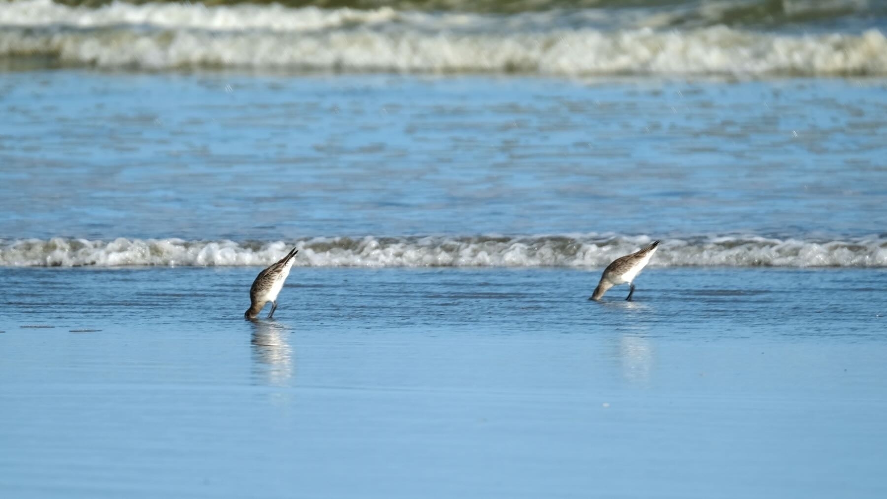 Two Kuaka Godwits with their heads completely buried in shallow water as they feed. 
