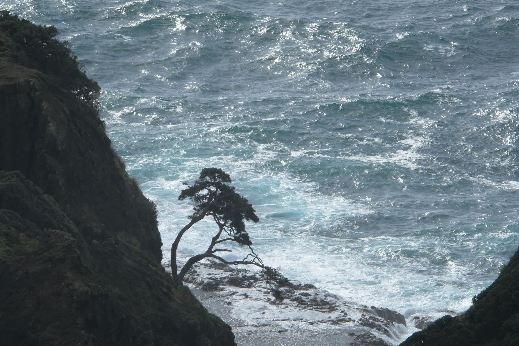 At Cape Reinga the pohutukawa tree. 