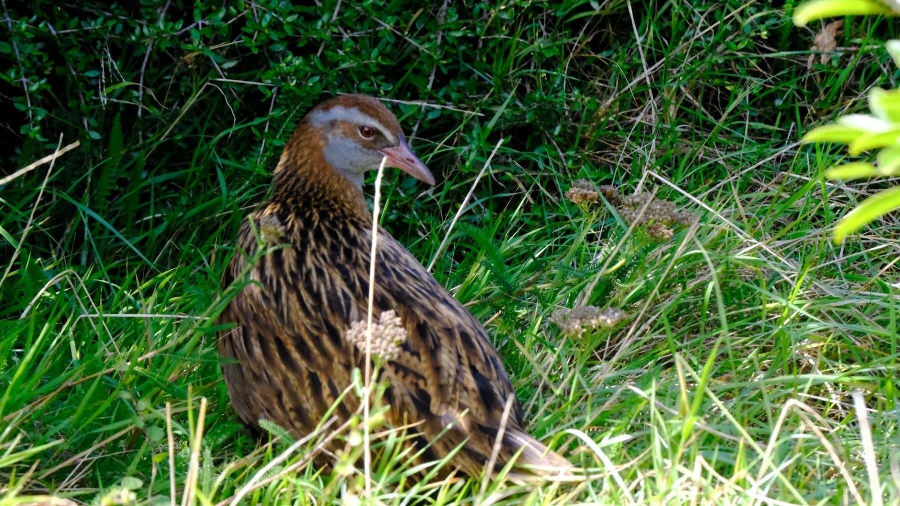 Medium size brown stripy bird on the ground.