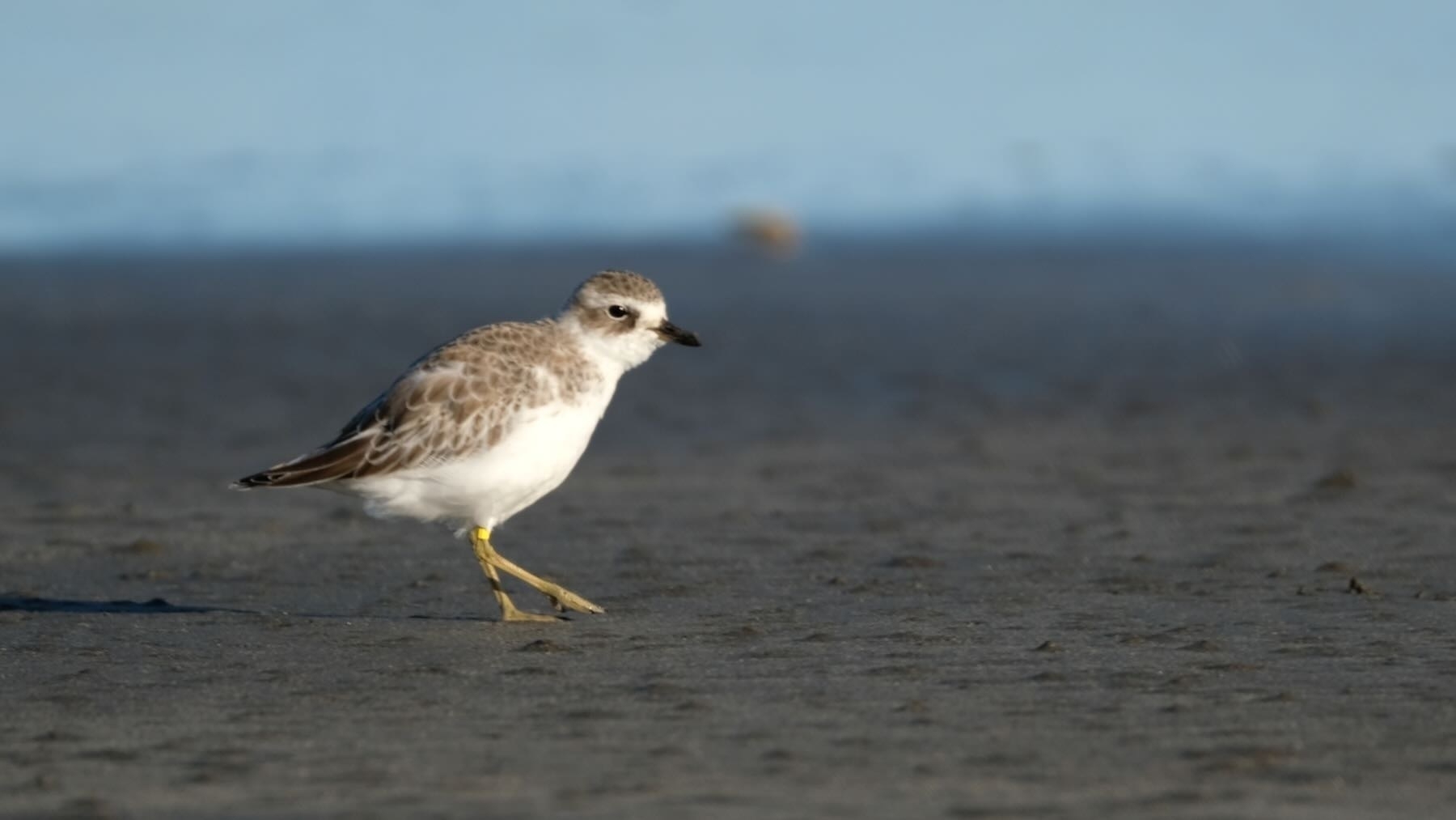 Dotterel on the beach — side on. 