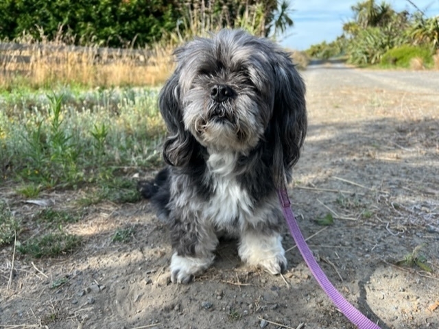 Elderly dog sitting outside. 