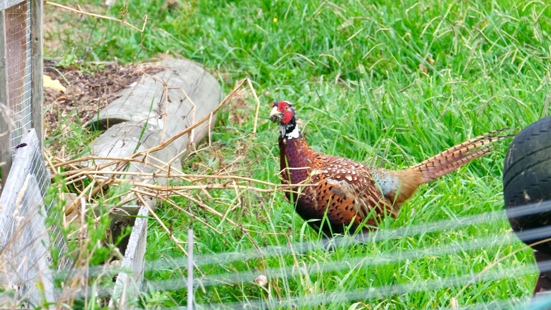 Pheasant in green grass. 