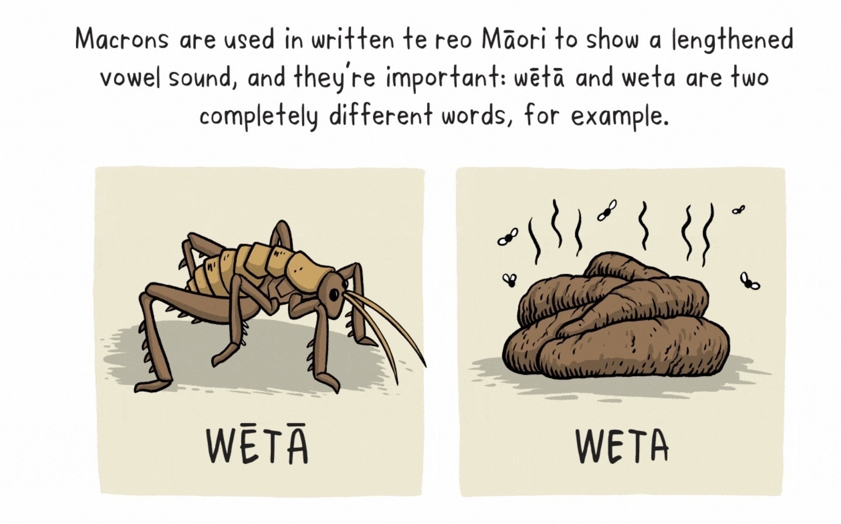 Two images - wētā (with macrons) is an insect; weta is poop. 