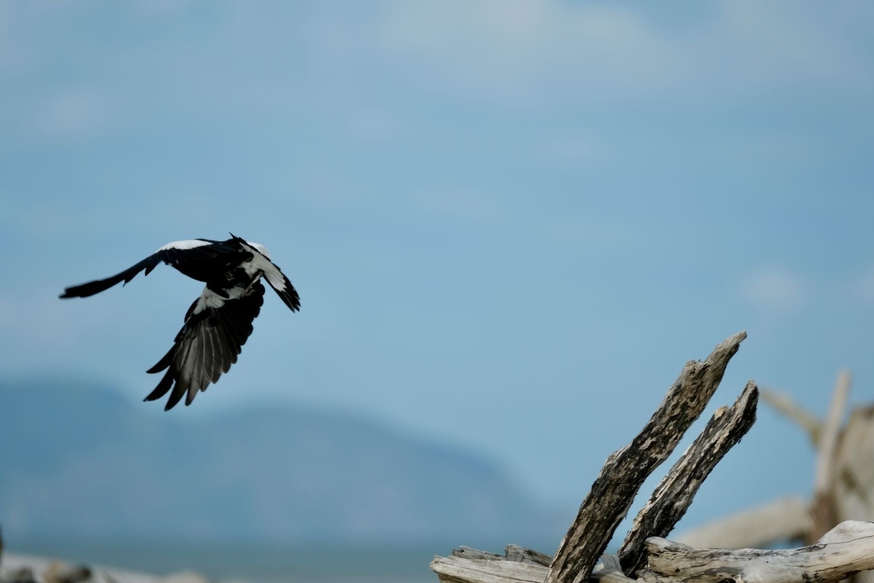 Rear view of Magpie as it flies off with wings down.