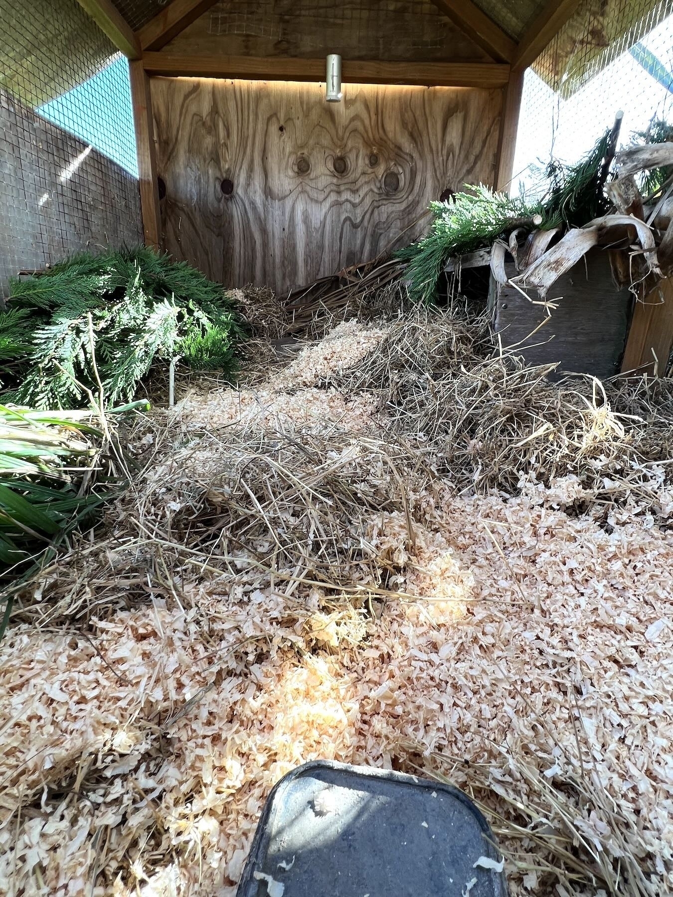 Clean fresh straw and shavings. 