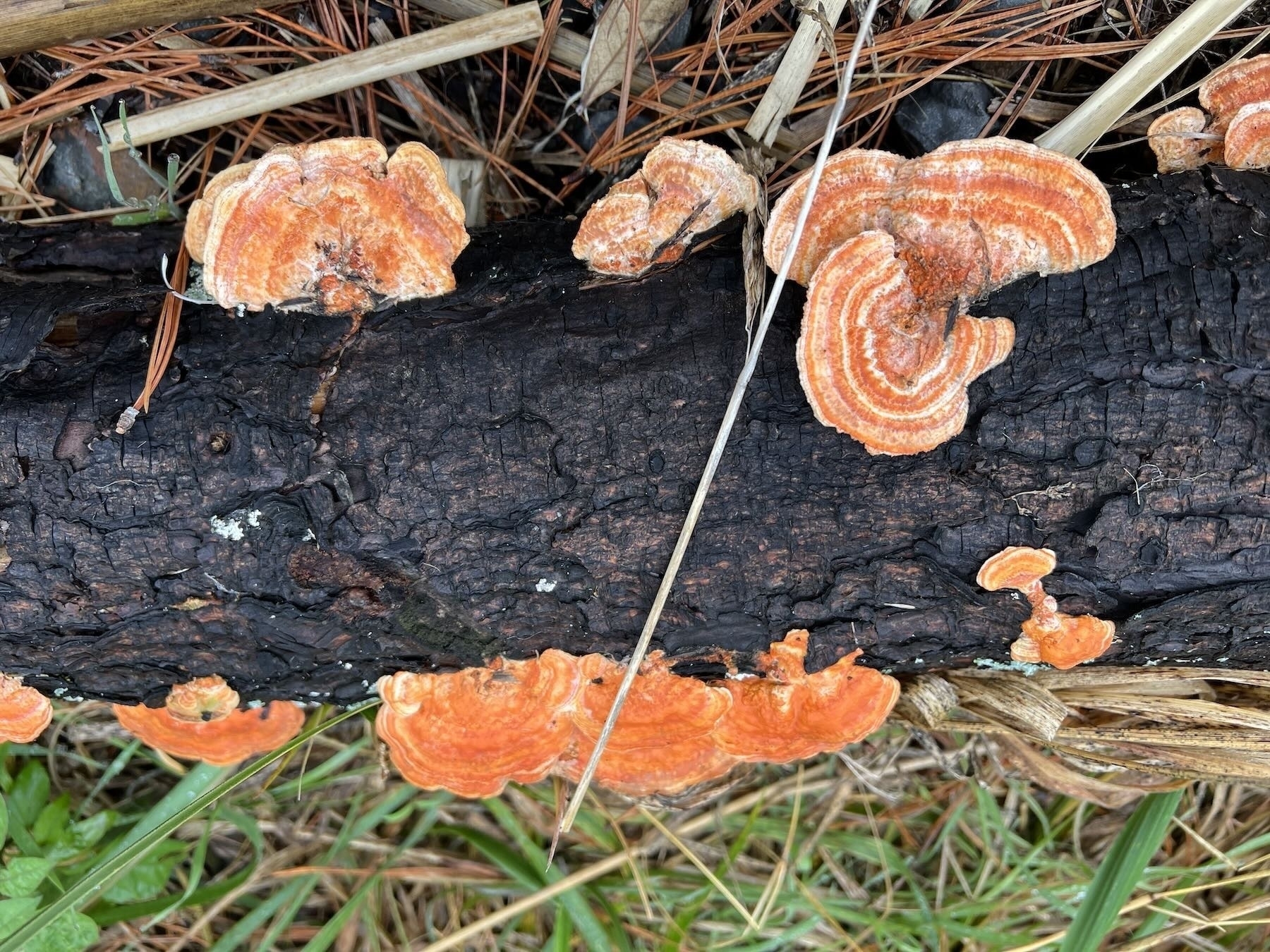 Interesting orange fungi on a dark log.