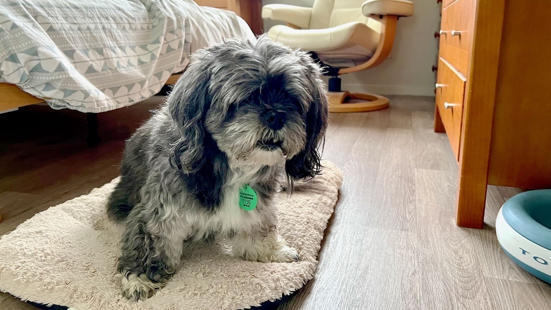 Small elderly greying dog on a rug, looking roughly towards the camera. 