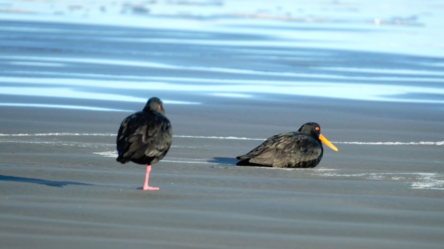 A pair of oystercatchers on the beach: one sitting on the sand, one standing on one leg. 