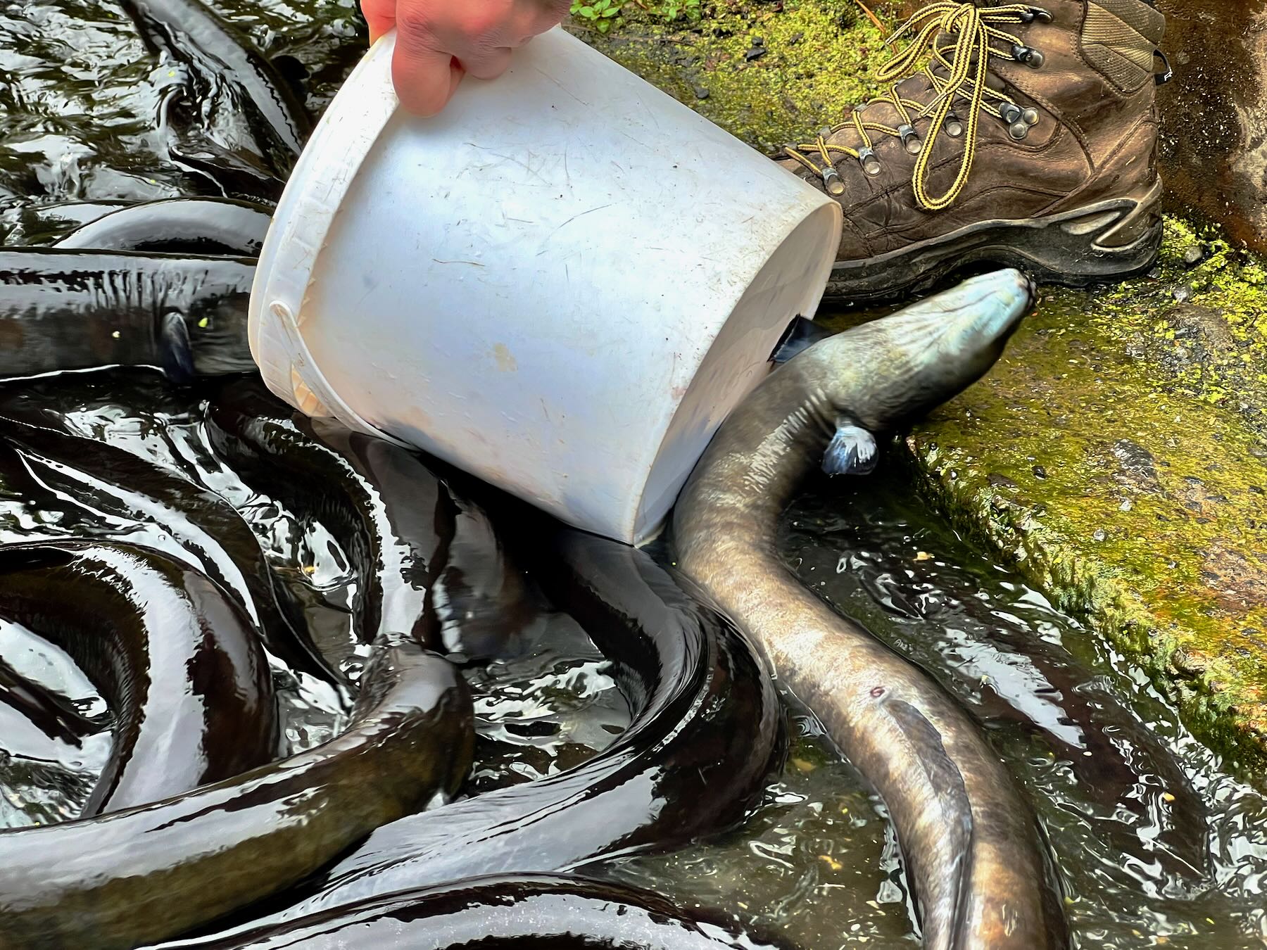 A mass of eels, a bucket and a foot; one eel is going into the bucket to feed. 