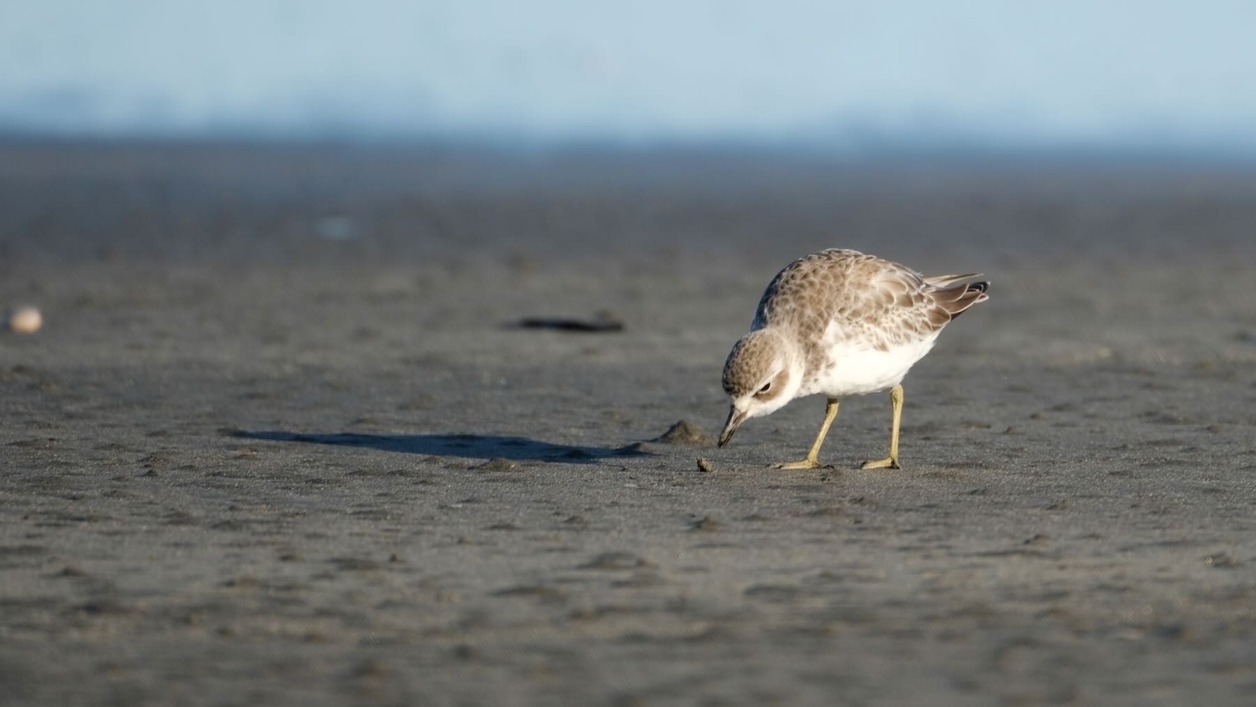 Dotterel on the beach — other side to camera, head low, beak near a small morsel on the sand. 