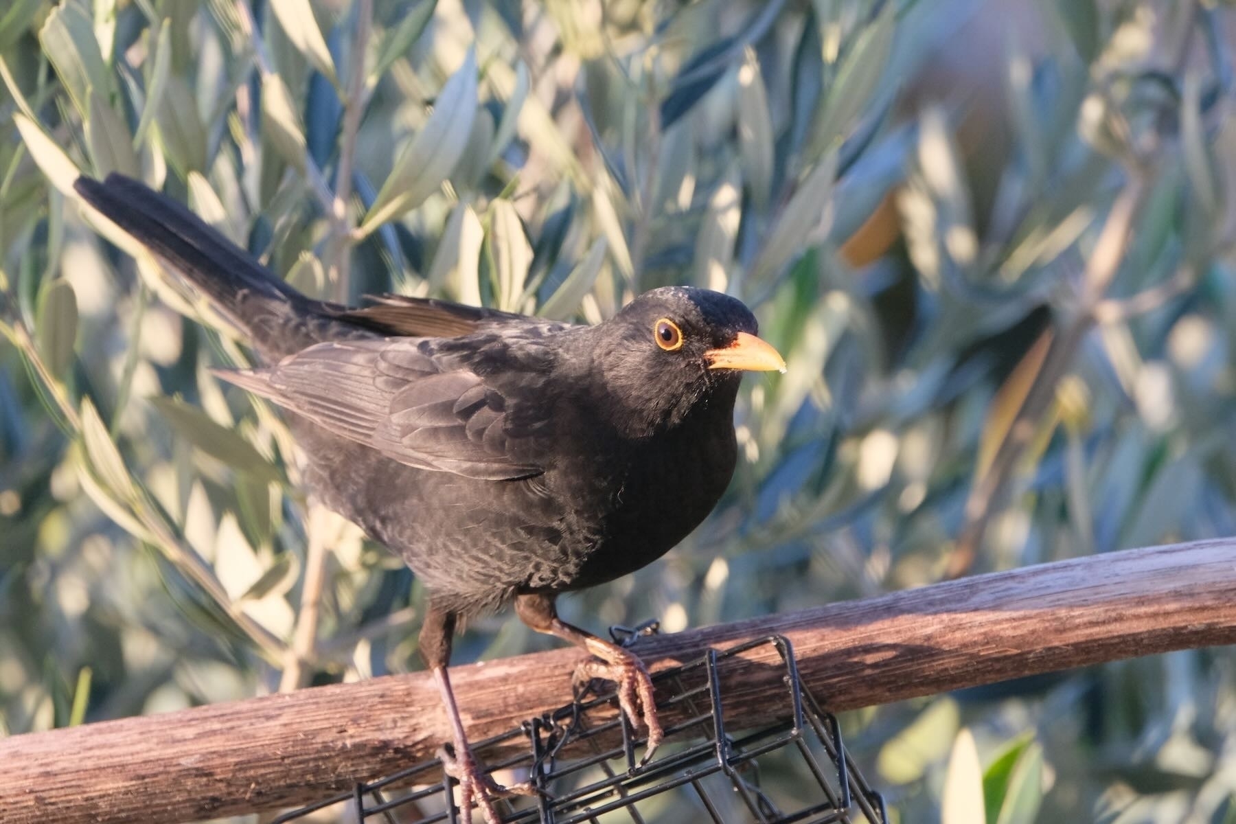 Blackbird at the feeder, side on to the camera. 