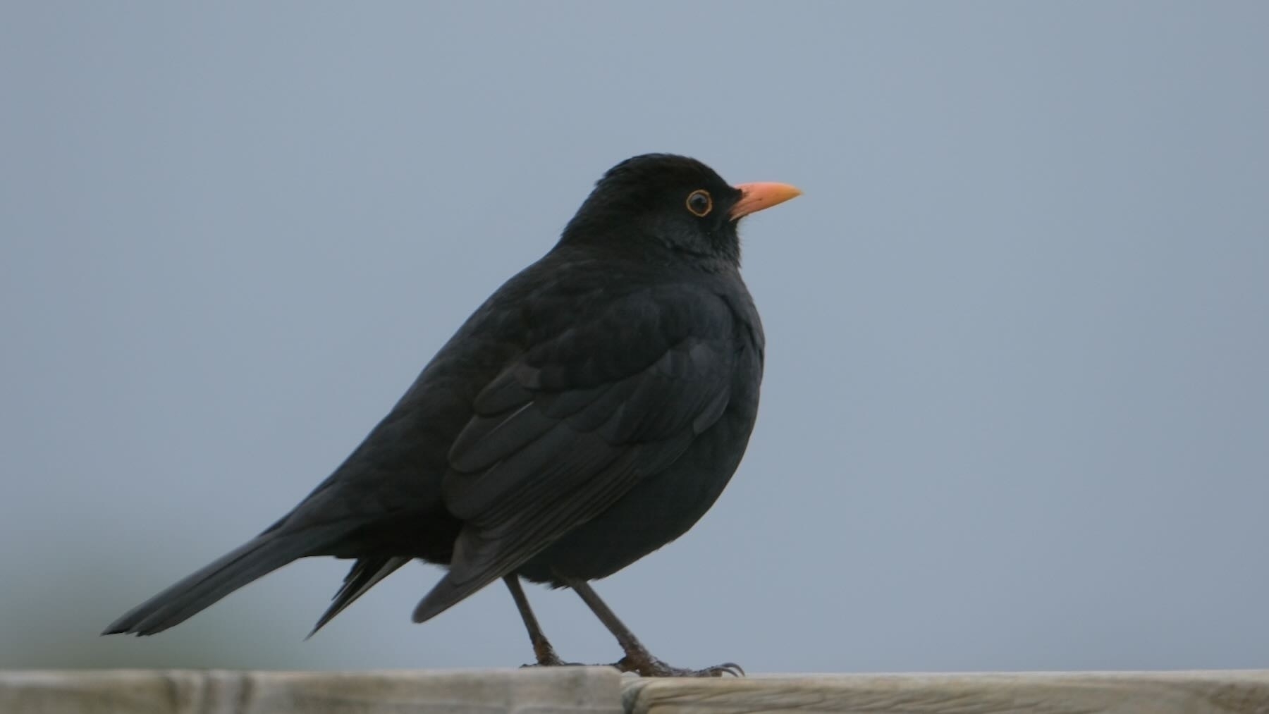 Blackbird on the railing. 