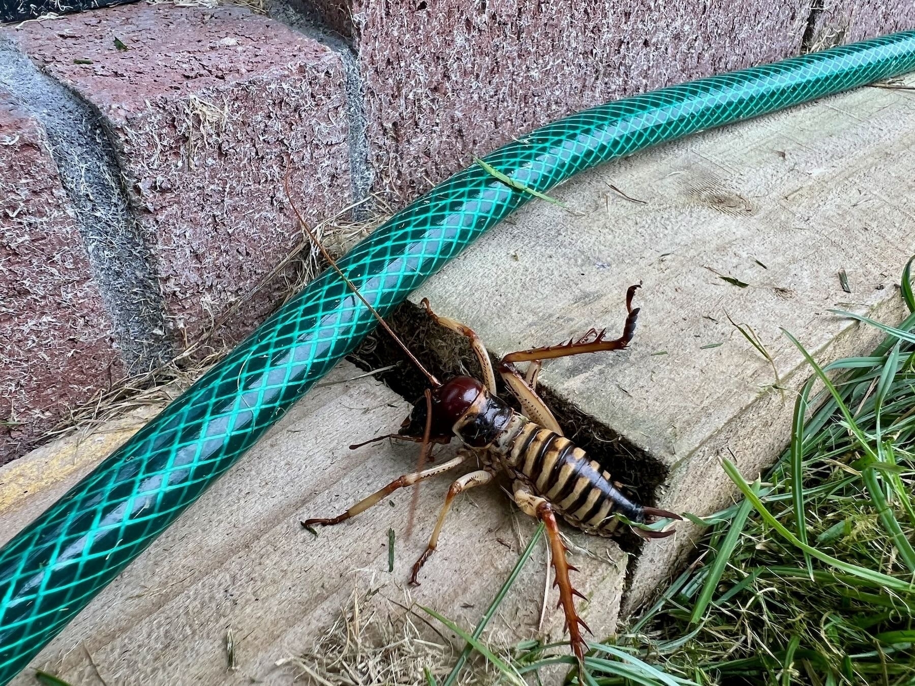 Scary looking insect on a plank by a garden hose. 
