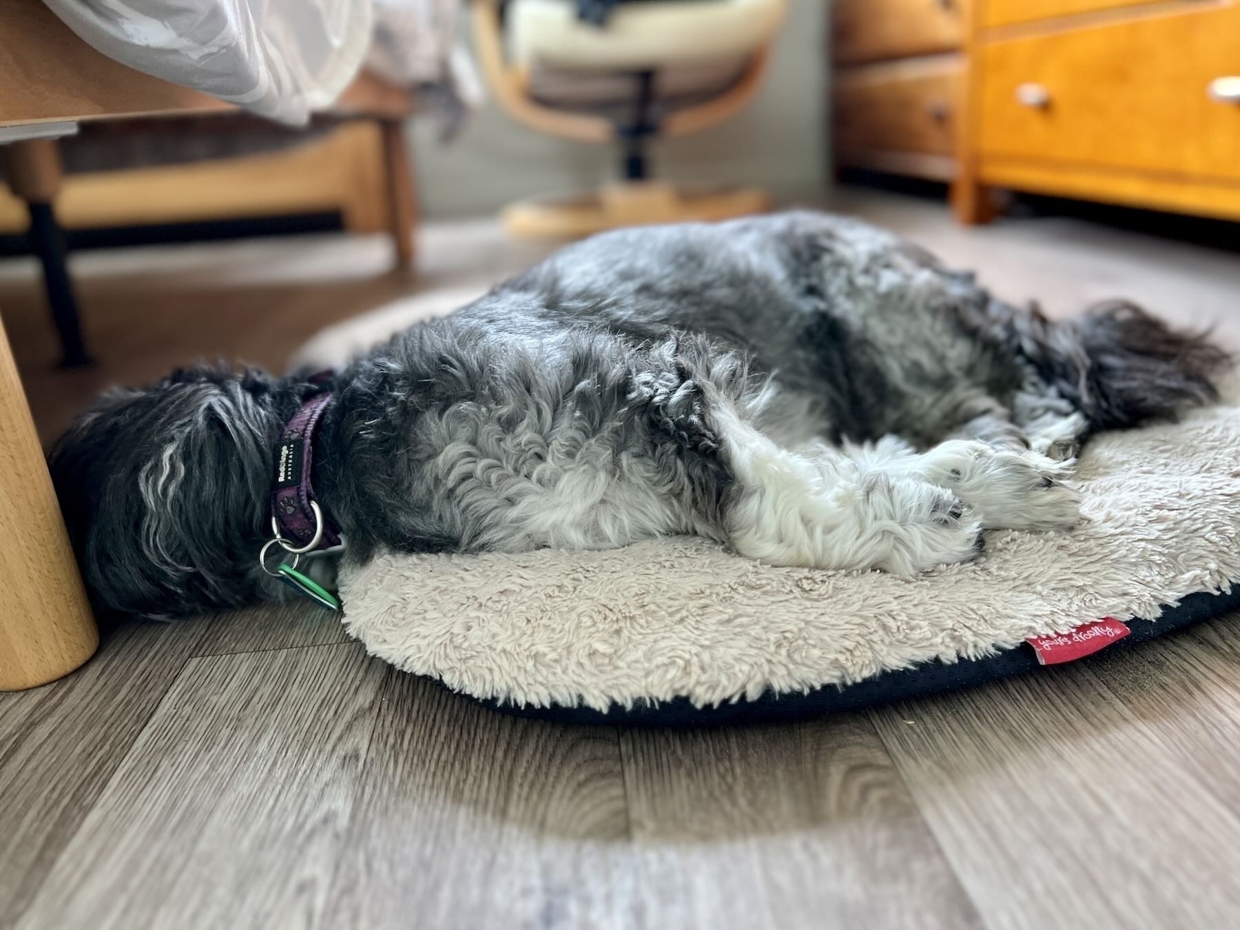 Old black dog fast asleep on rug and floor. 