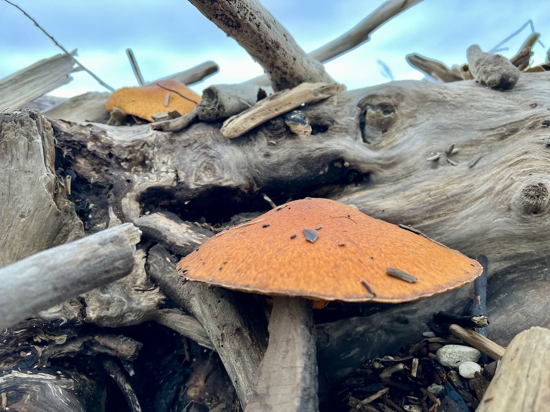 Two large Orange fungi on driftwood. 