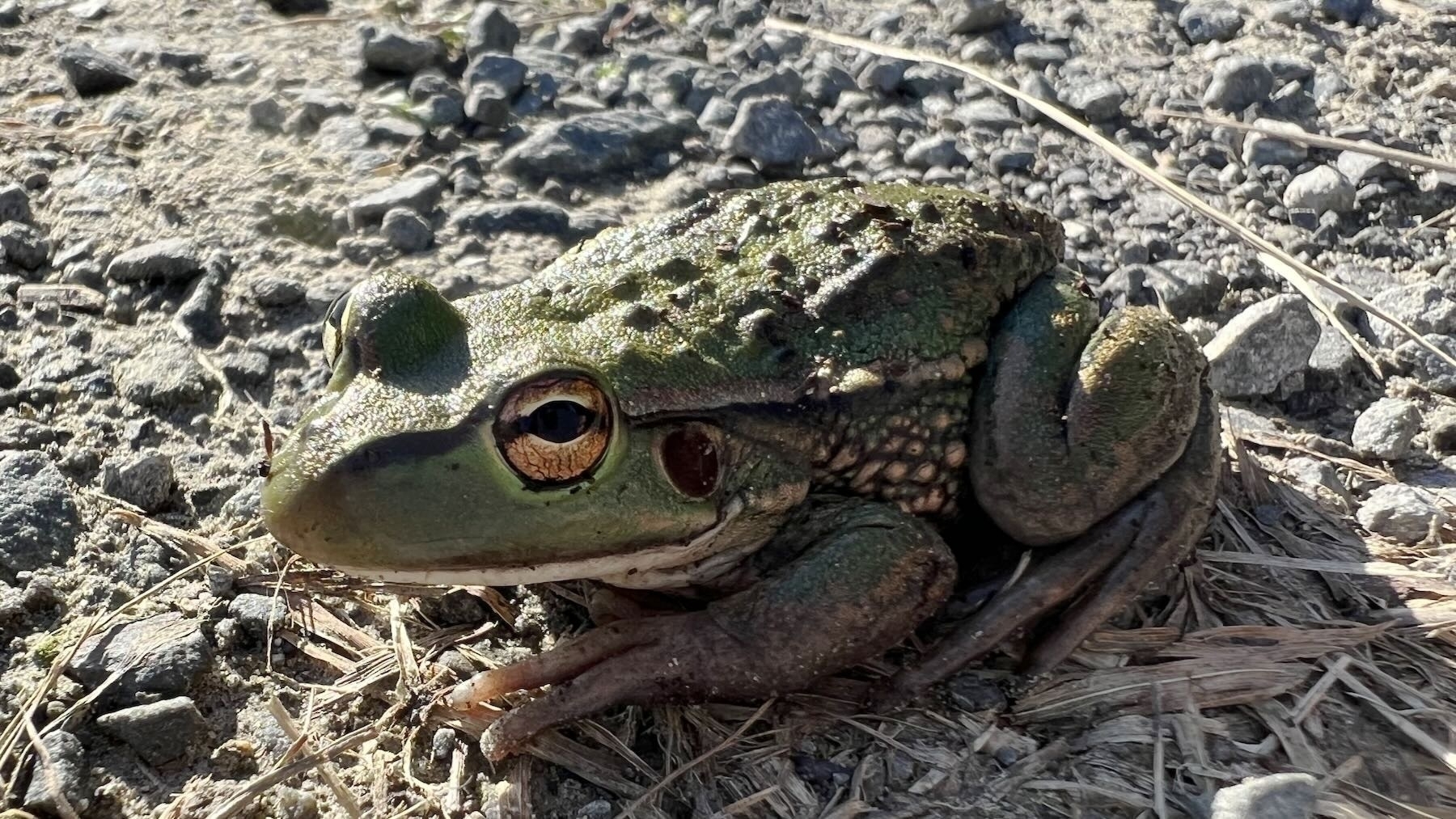 Closer more front-on view of the frog. 