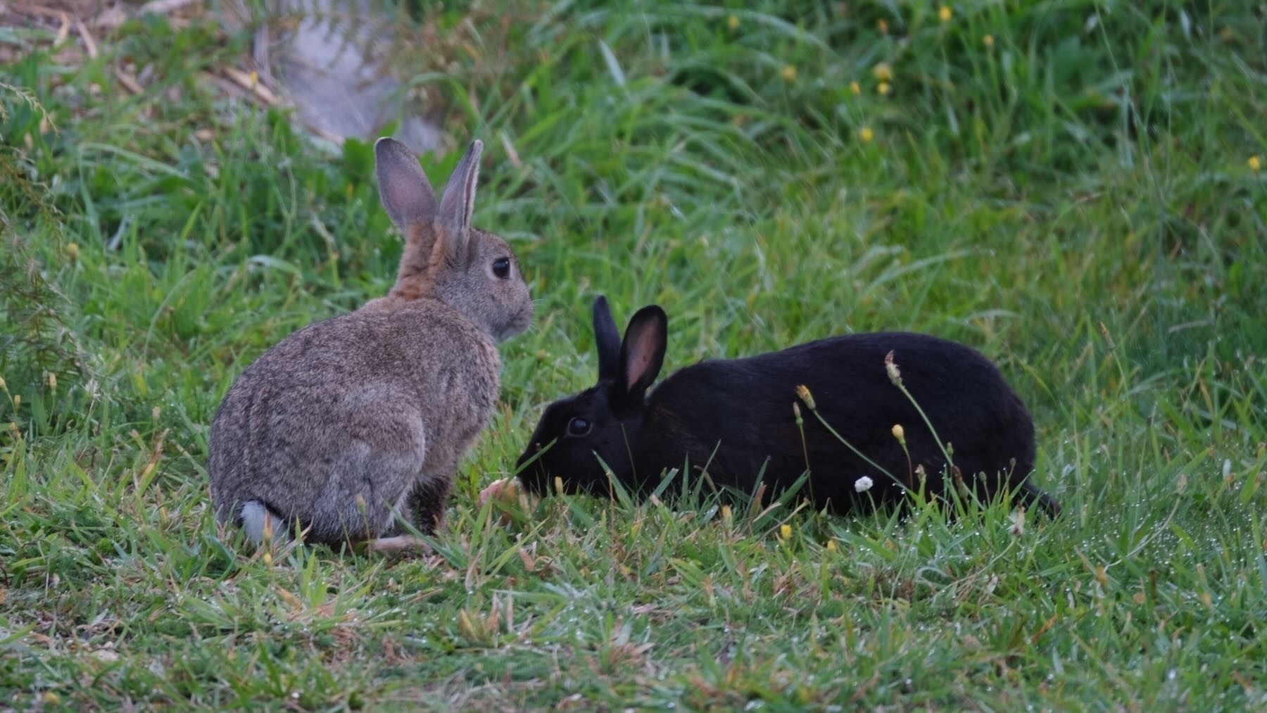 Black and grey rabbits eat an apple on the grass. 