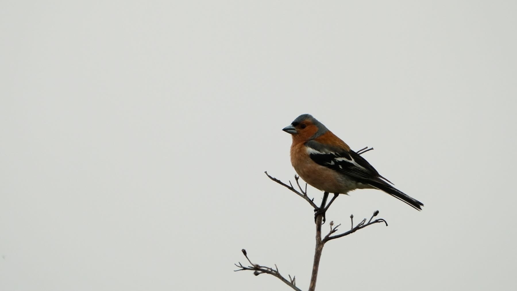 Chaffinch on a flax spear. 