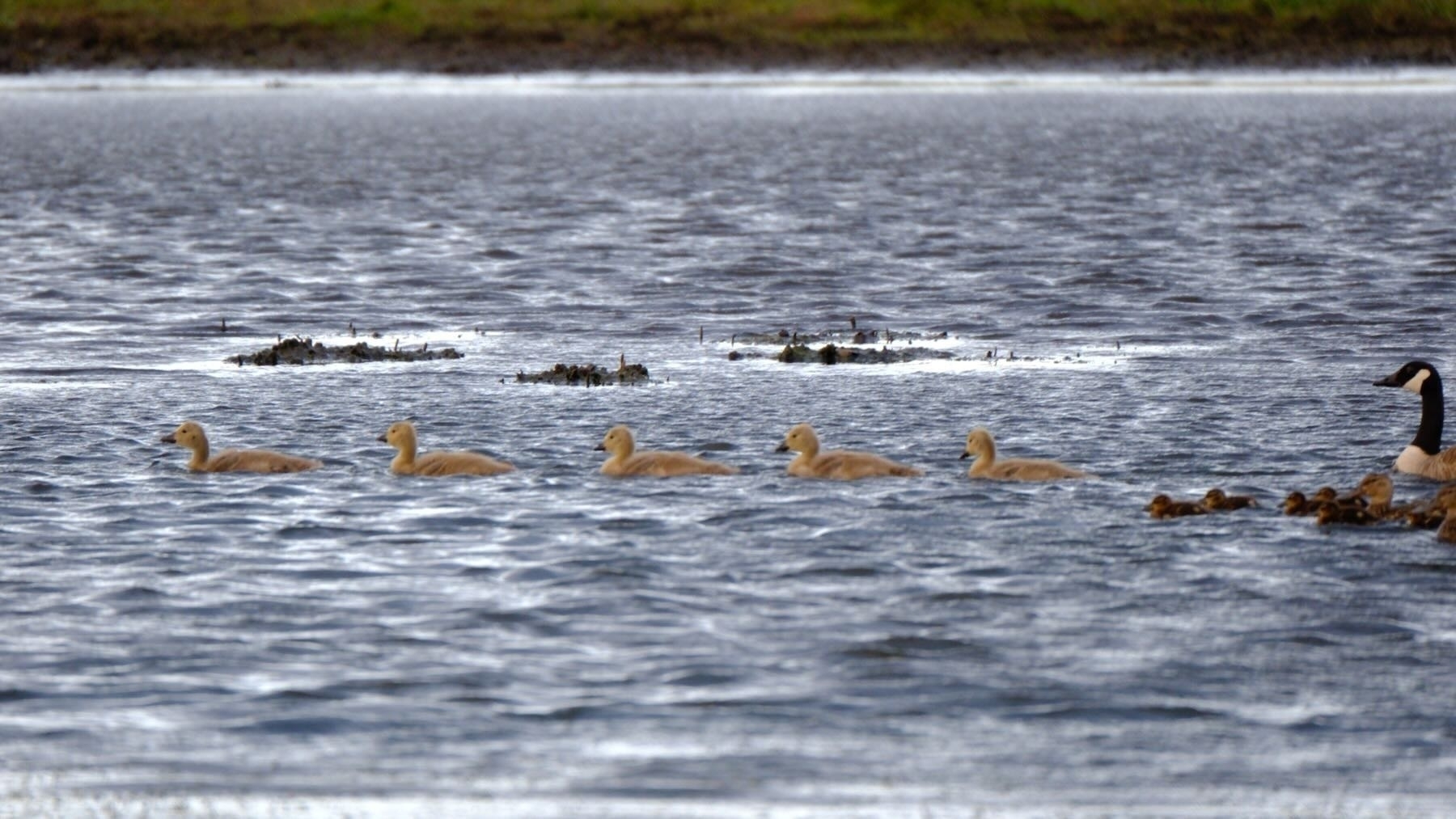 Goose, Shovelers, chicks on a lake. 