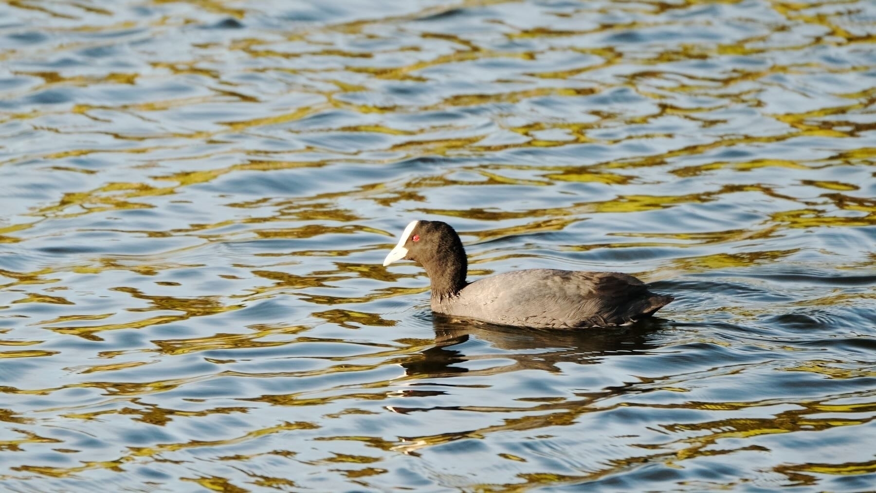 Australian Coot. 