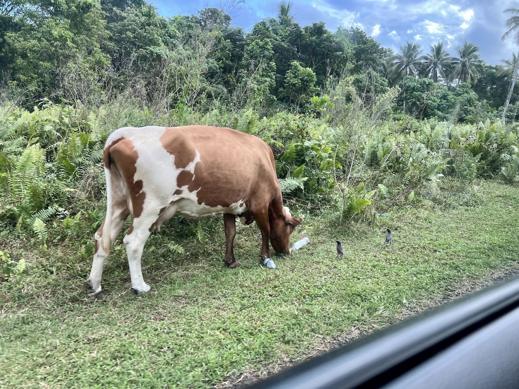 Cow, myna birds, and plastic bottles on the side of the road. 