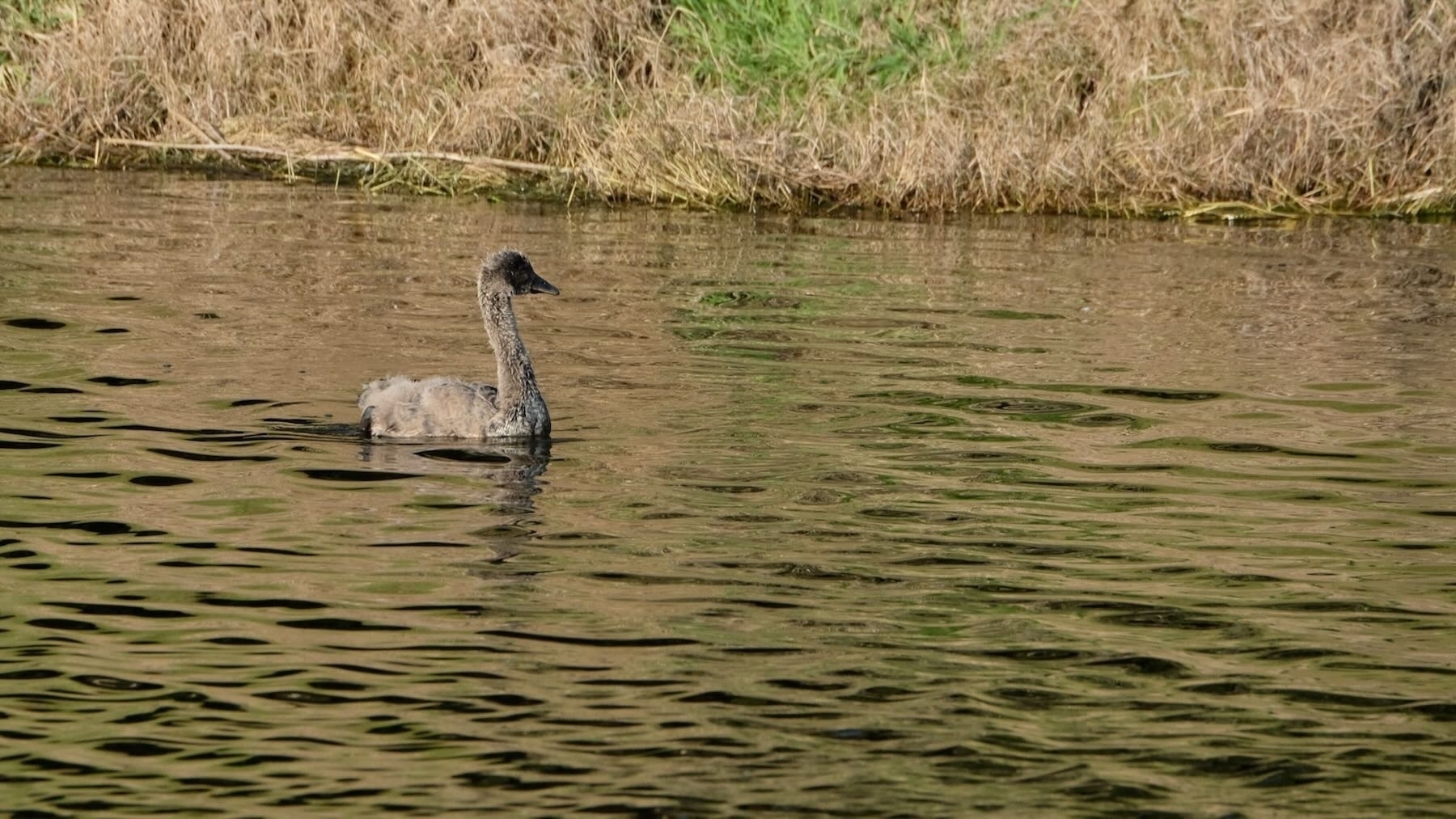 Cygnet on the lake. 