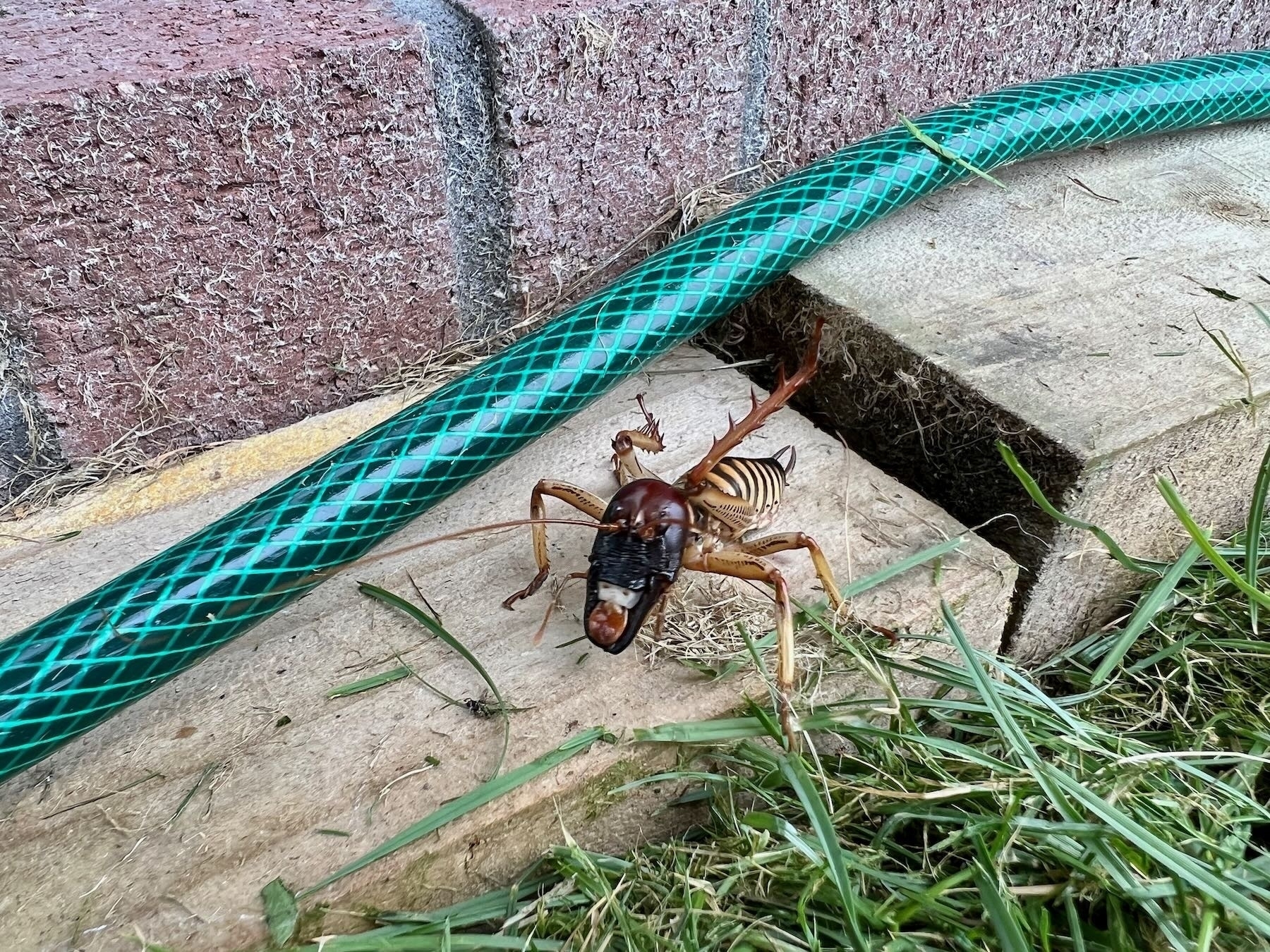 Scary looking insect rearing up from a plank by a garden hose. 