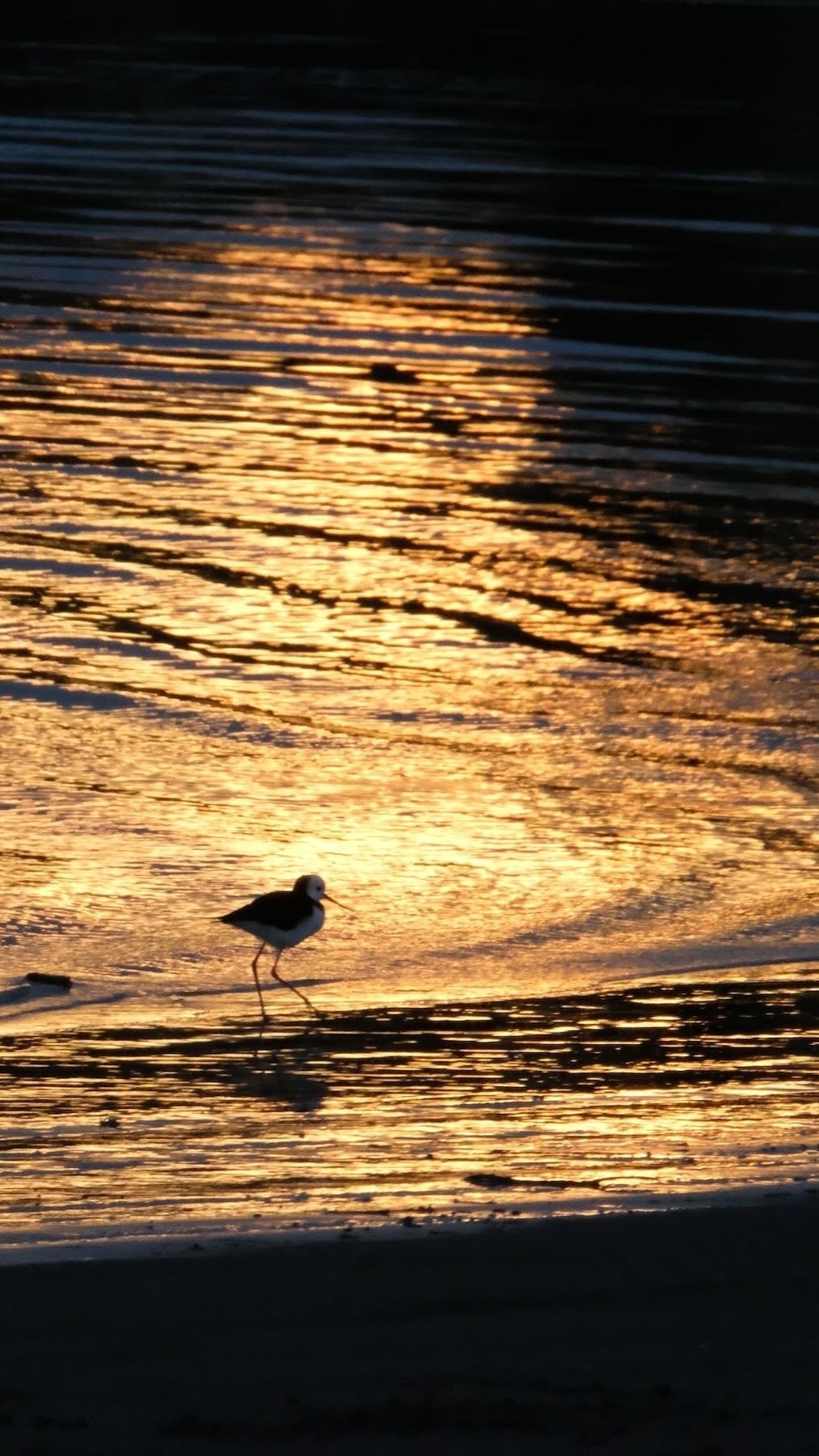 Pied Stilt - black and white long-legged bird in shallow water lit up gold by the rising sun. 