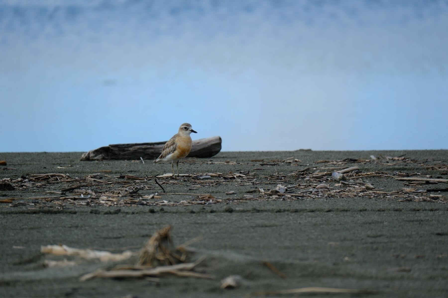 NZ Dotterel. 