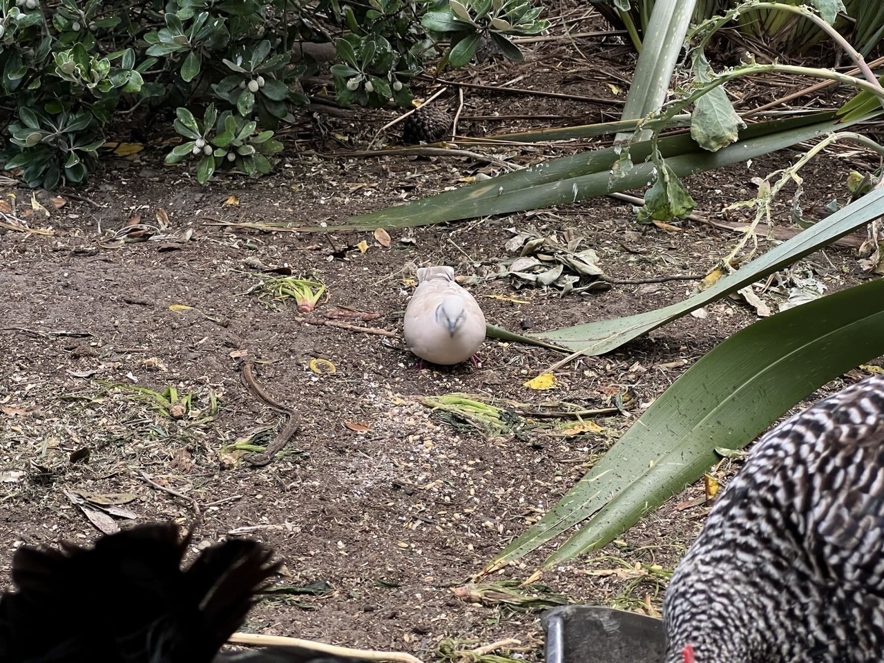 Dove eating — closeup. 