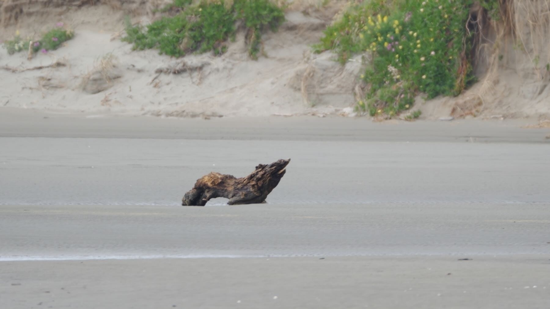 Close up on the driftwood shaped like a seal on the move. 