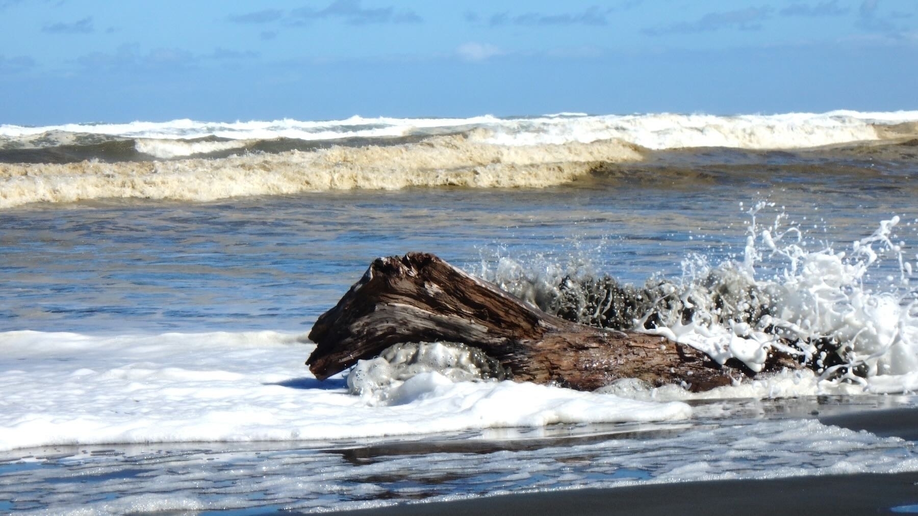 A horse up to its chest in sea water with waves crashing against its rump. Actually it's just driftwood. 