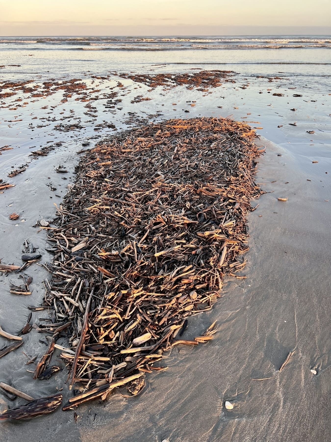 Driftwood mulch at dawn at low tide. 